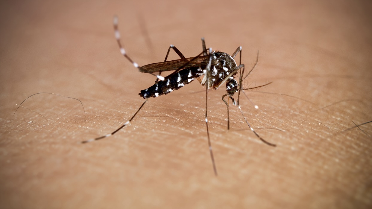 Andhra Pradesh bets on AI-powered IoT, drones to fight mosquitoes